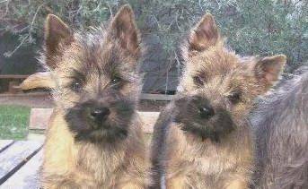 cairn terrier hunting